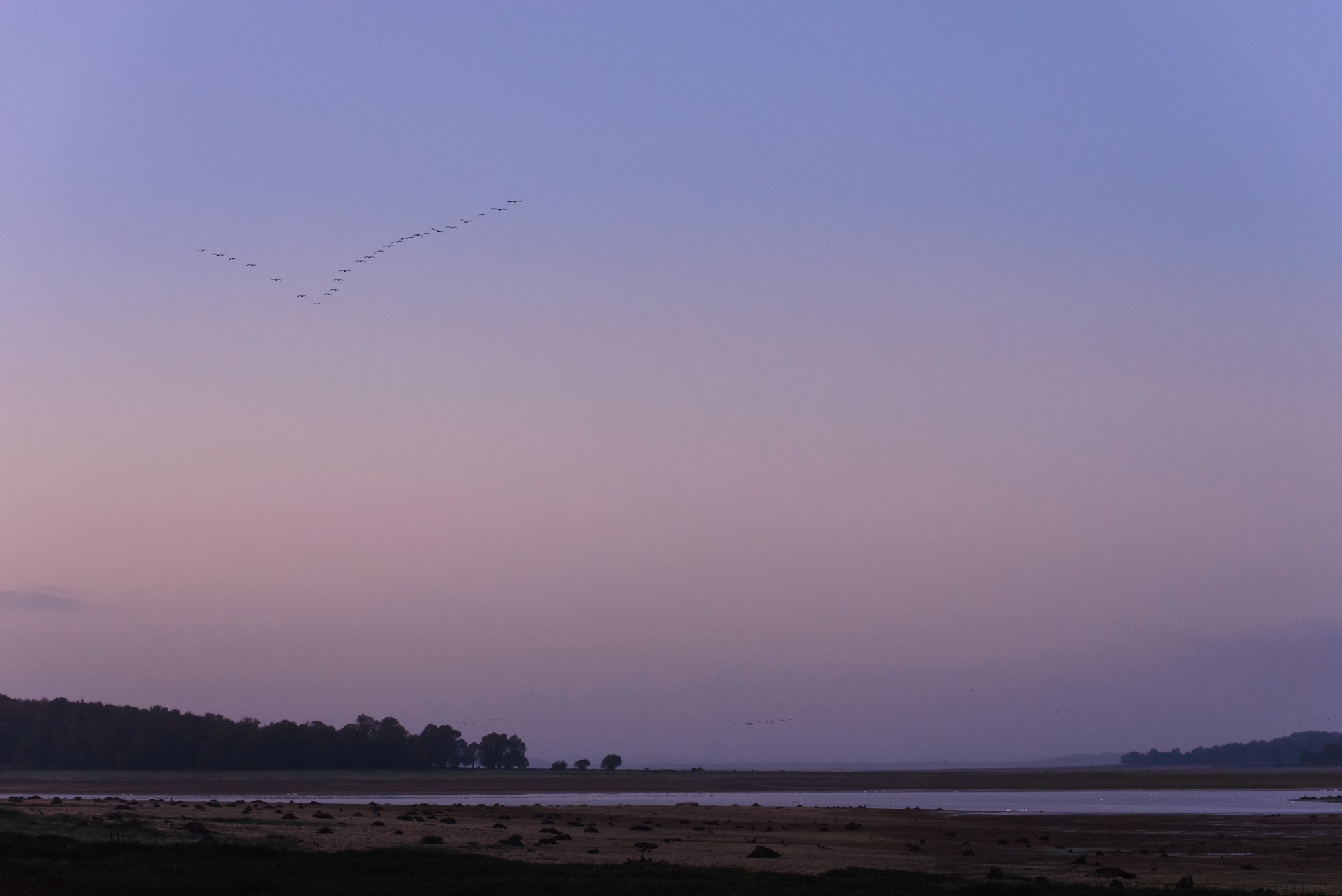 Lac du der grue cendrée