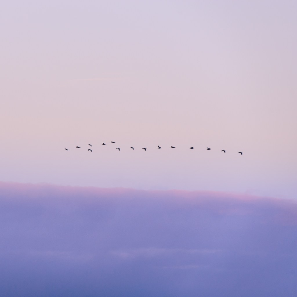 Lac du der grue cendrée