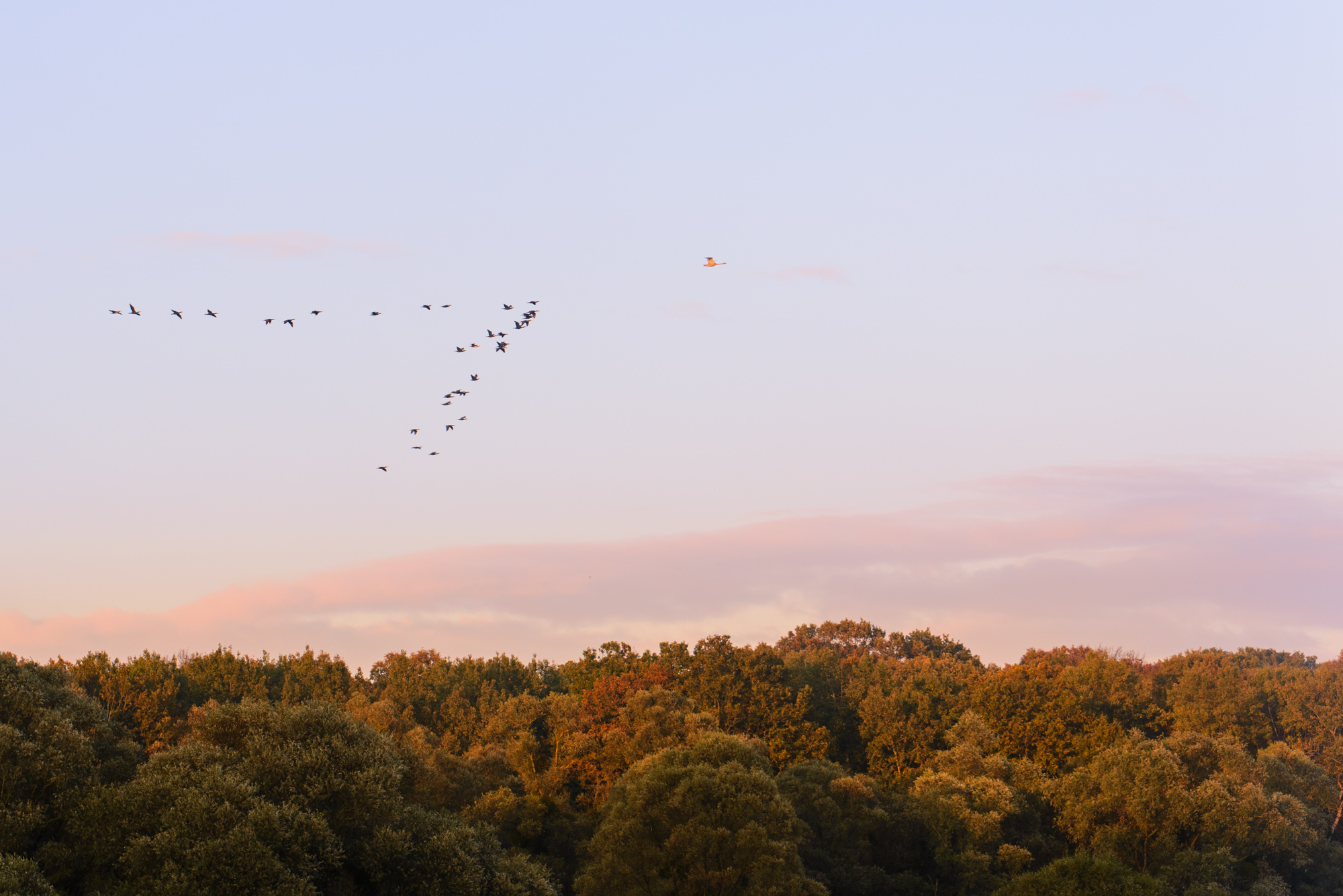 Lac du der grue cendrée