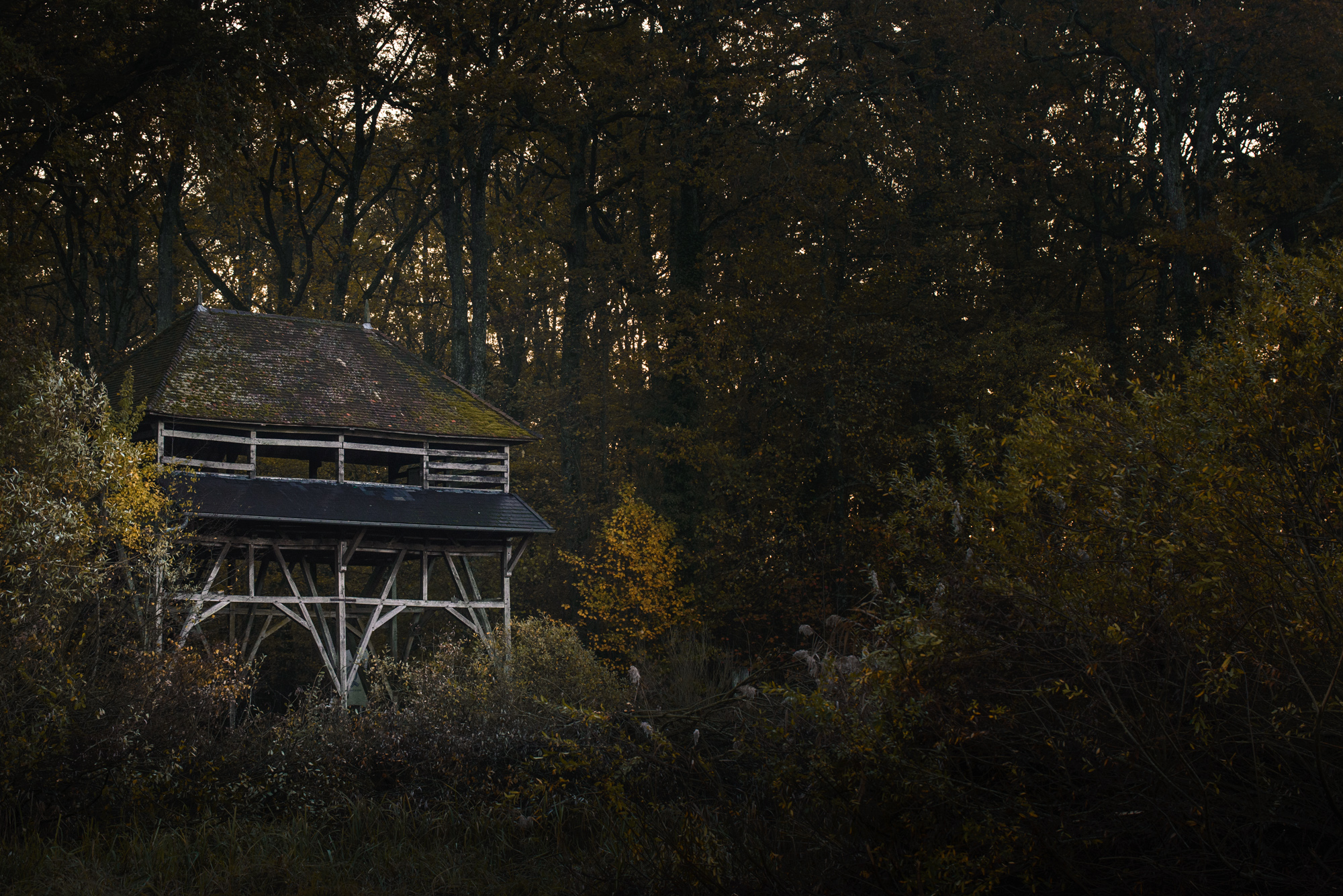 Lac du der grue cendrée