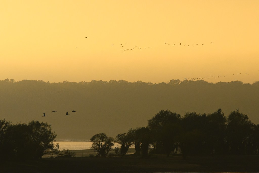 Lac du der grue cendrée