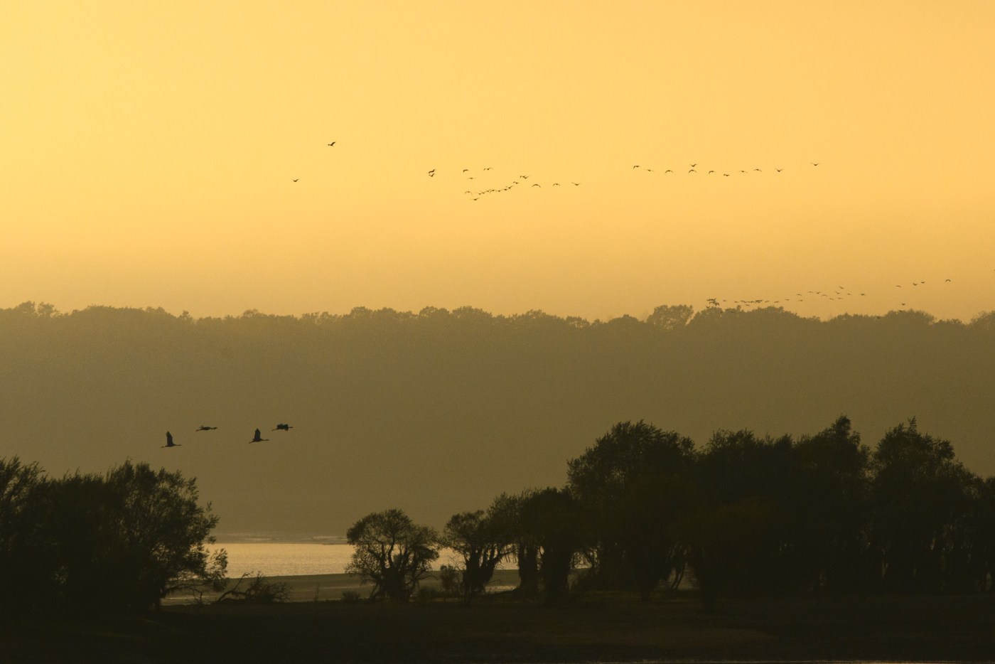 Lac du der grue cendrée