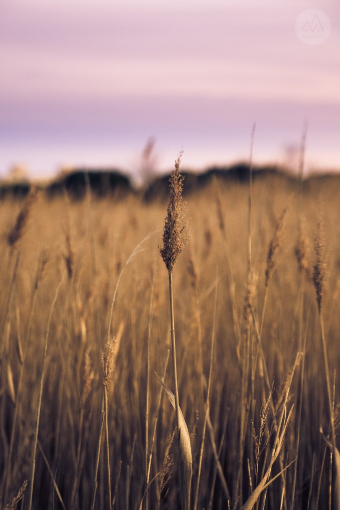 étang de canet st-nazaire