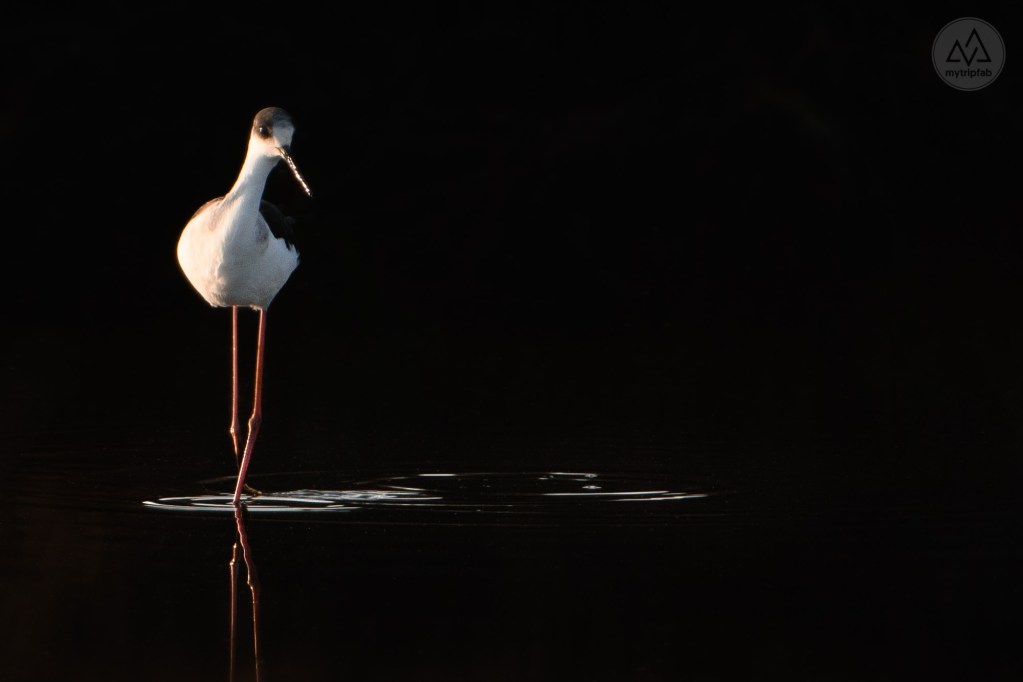 étang de canet st-nazaire