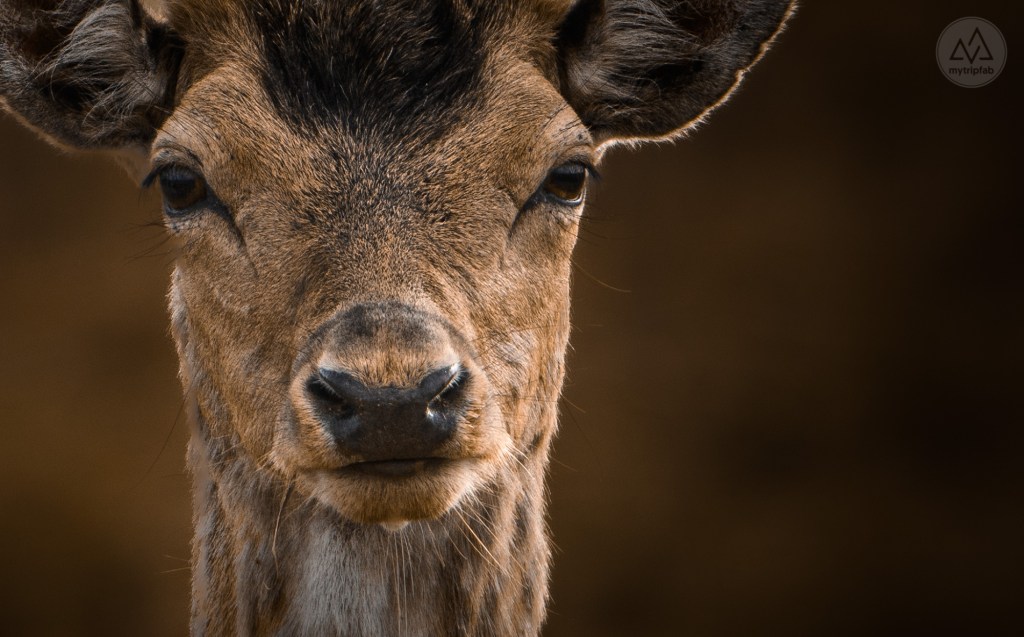 étang de canet st-nazaire