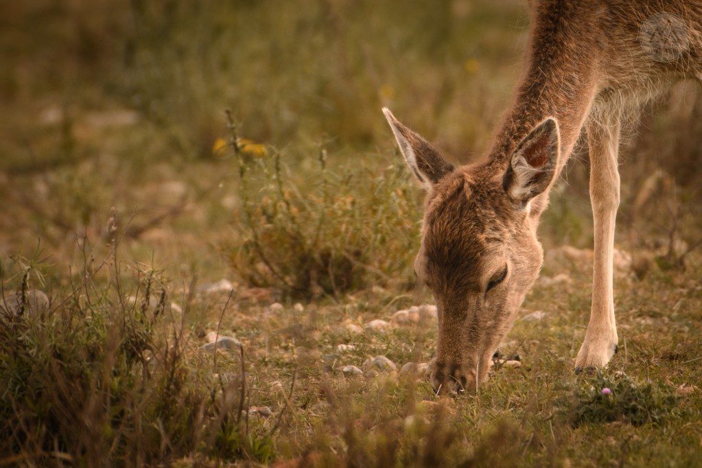 étang de canet st-nazaire