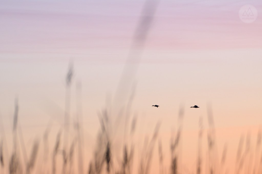 étang de canet st-nazaire
