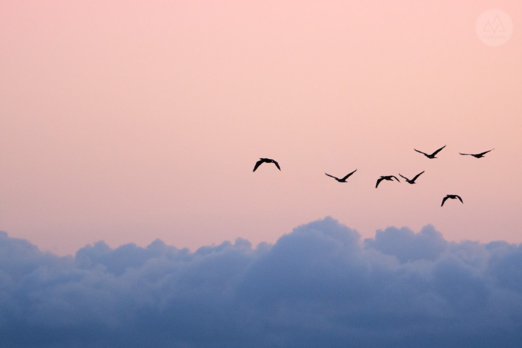 étang de canet st-nazaire