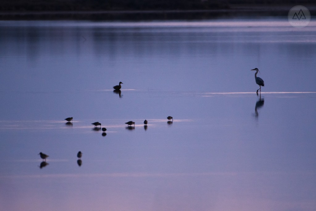 étang de canet st-nazaire