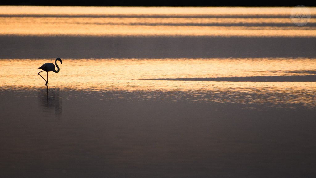 étang de canet st-nazaire