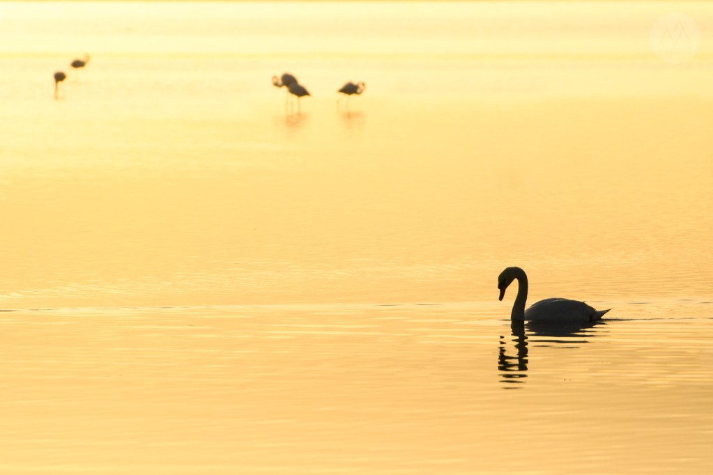 étang de canet st-nazaire