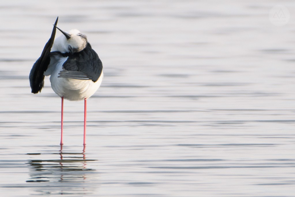 étang de canet st-nazaire