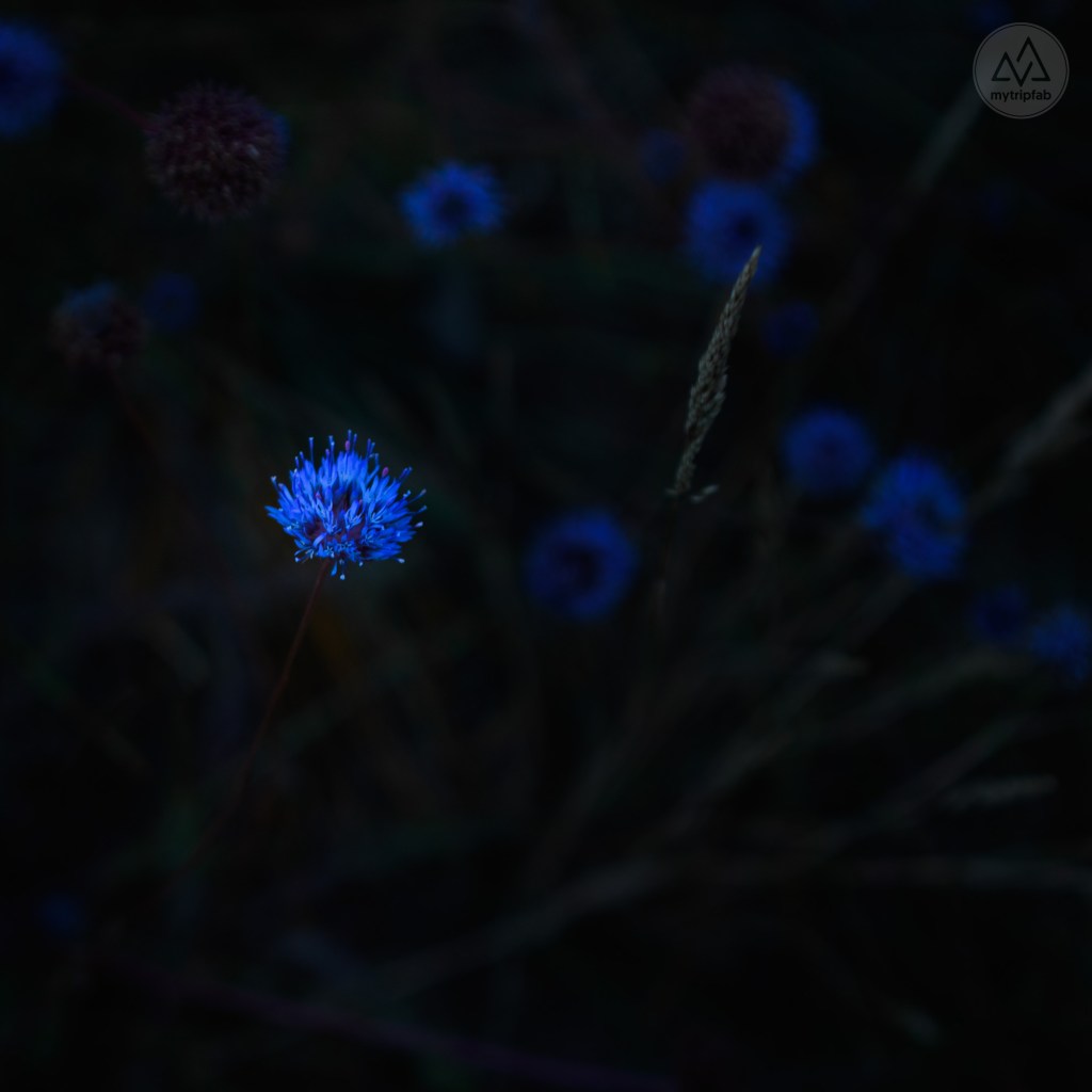 étang de canet st-nazaire