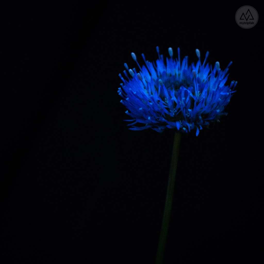 étang de canet st-nazaire