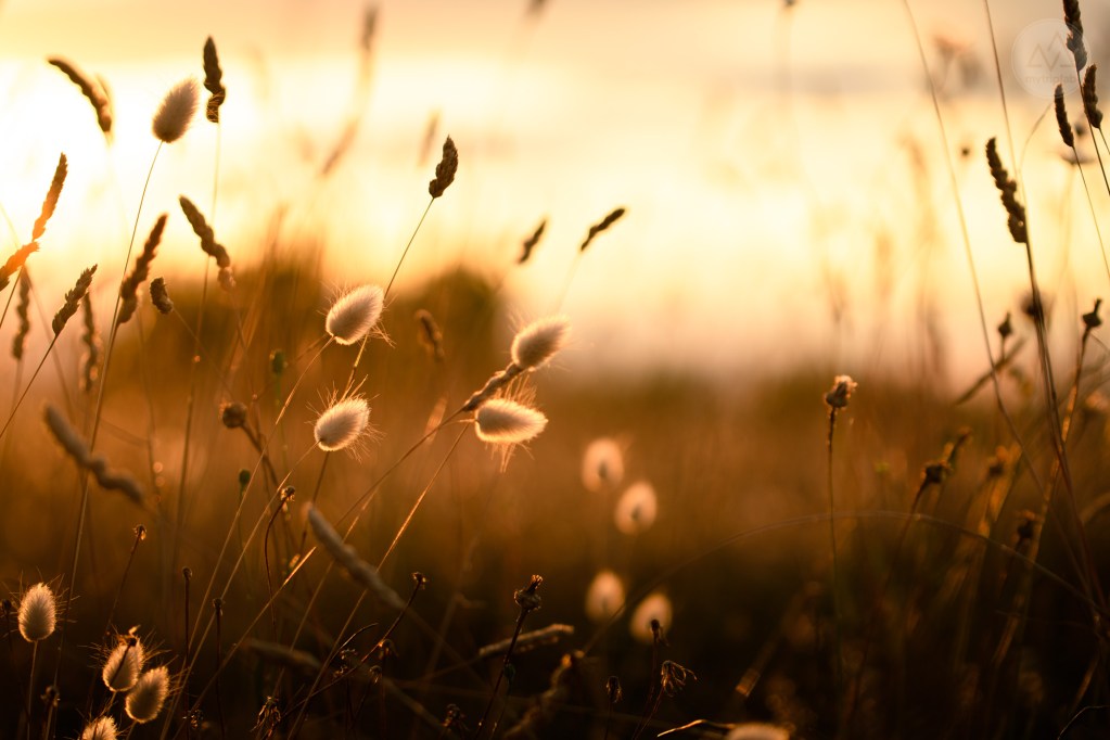 étang de canet st-nazaire