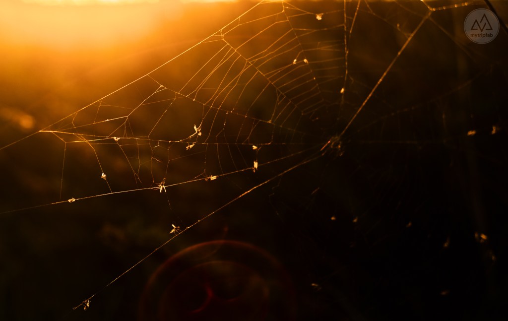 étang de canet st-nazaire