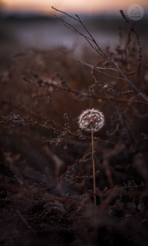 étang de canet st-nazaire